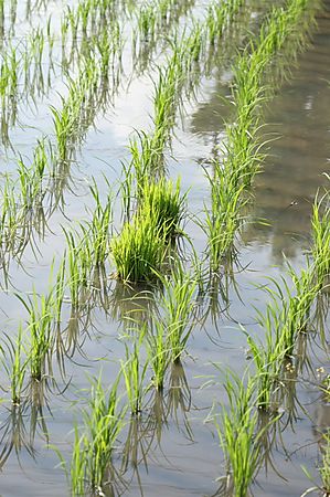 Taue