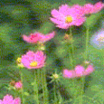 Cosmos