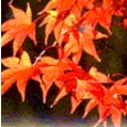 Momiji