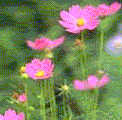 Cosmos