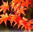 Momiji